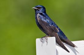 purple martin.jpg