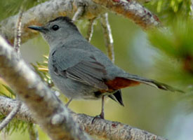 gray_catbird_glamor.jpg