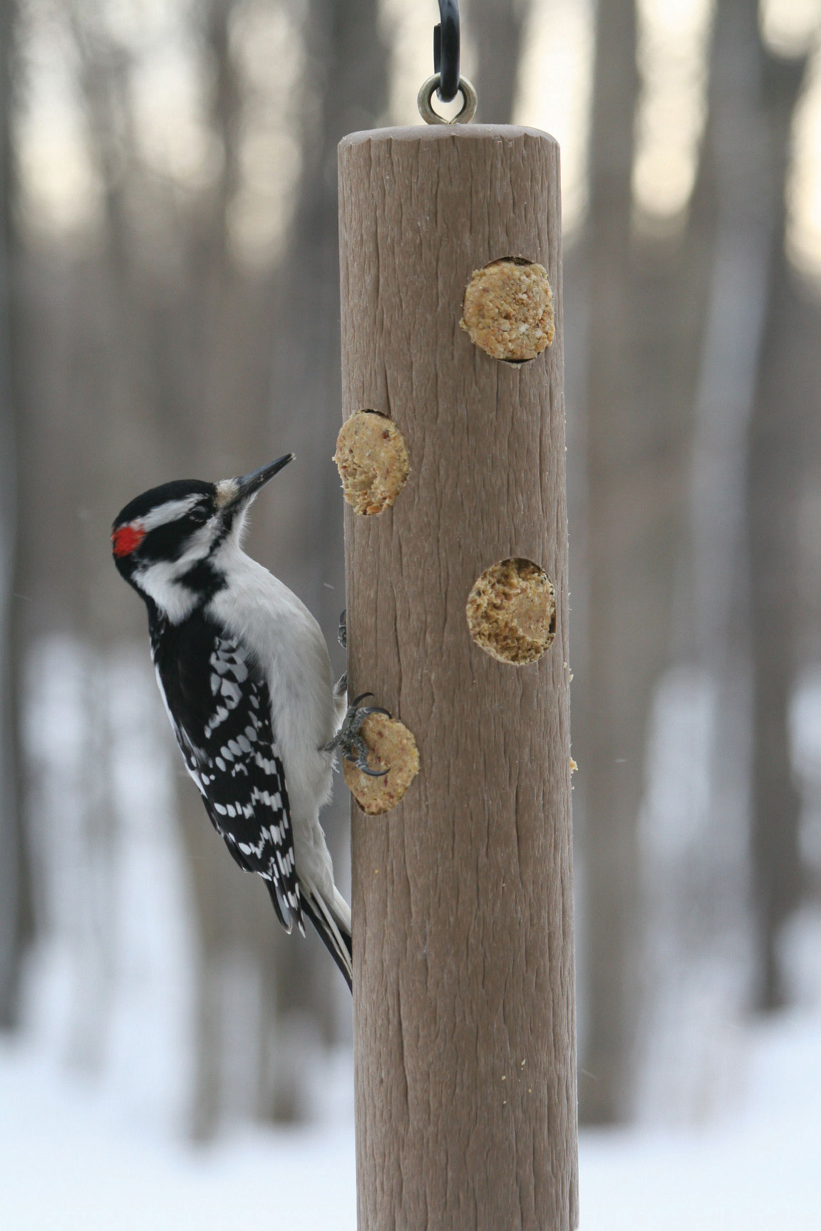 snlog-woodpecker.jpg