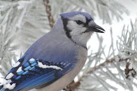 blujay.jpg