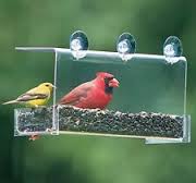 window_cardinal.jpg