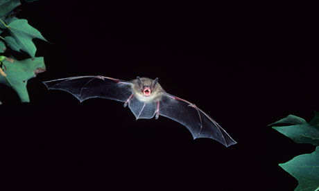 a-little-brown-bat-myotis-007.jpg