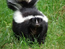 skunk[1].jpg